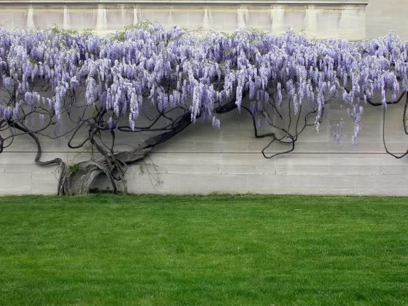 How to properly prune wisteria