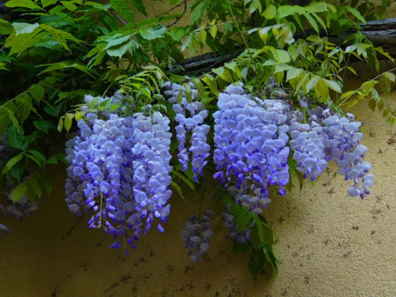 Wisteria care and cultivation.