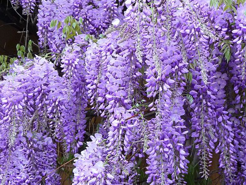 What is the peculiarity of wisteria care