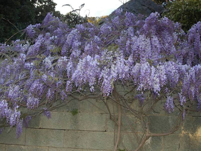 Wisteria tree