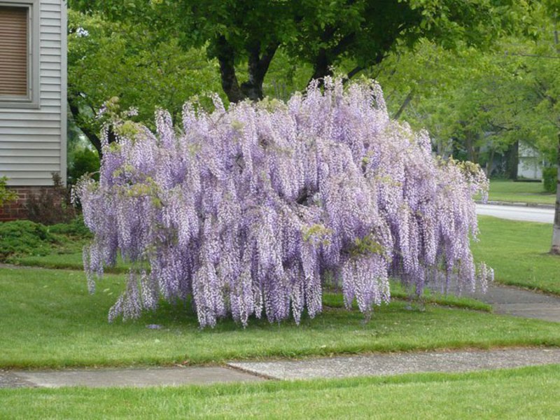 Wisteria flower scent.