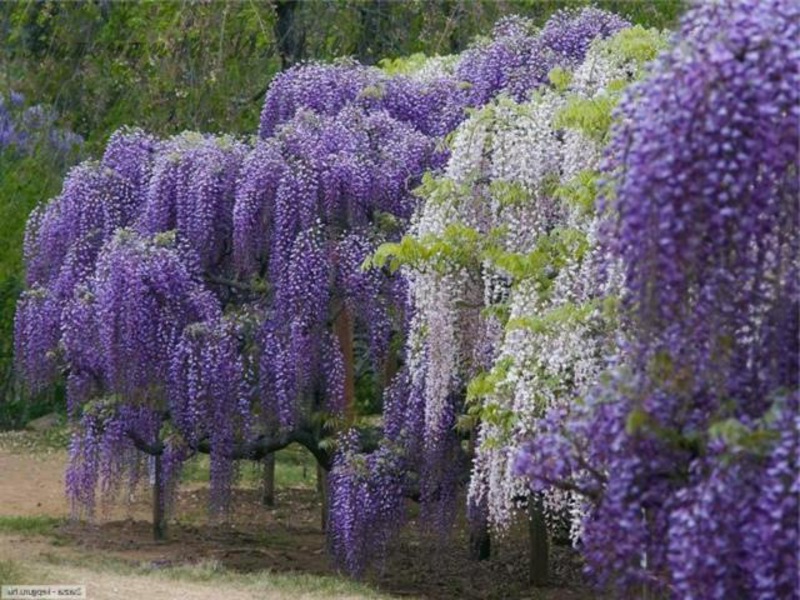 Garden decoration with wisteria