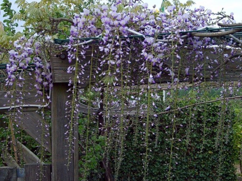 Wisteria plant