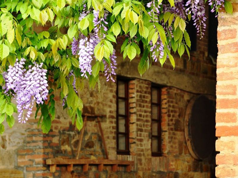 Wisteria bloomed