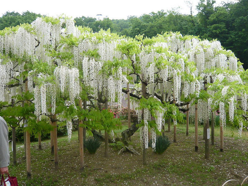 Beauty wisteria