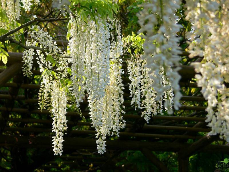 Wisteria flower scent.