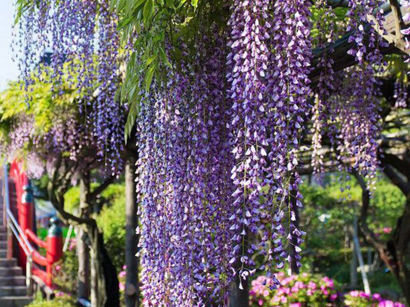 Wisteria care and cultivation.