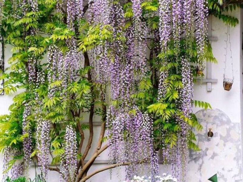 Growing wisteria