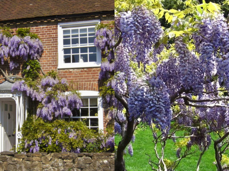 Wisteria care