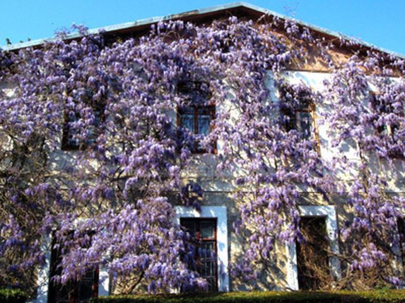 Wisteria tree in the yard of the house