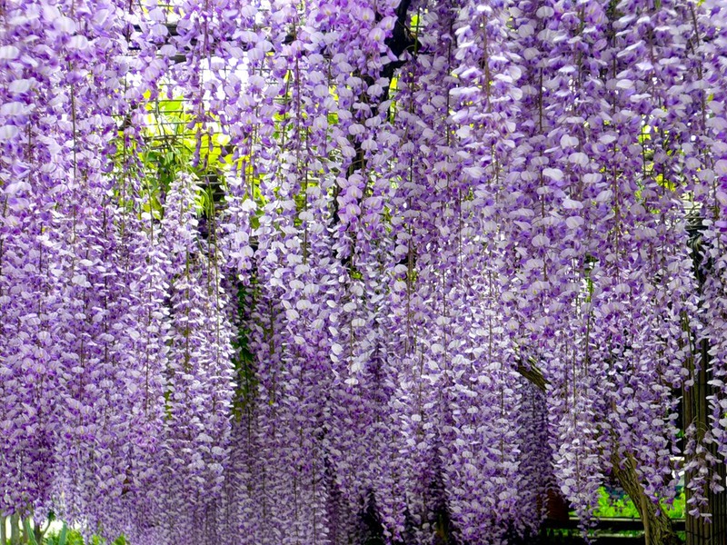 Wisteria flower scent.