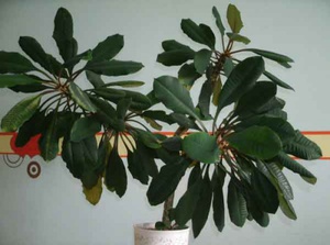 Large spurge for office