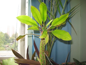 Euphorbia white-veined