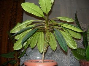 Euphorbia flower variety