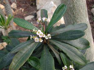 How euphorbia grows