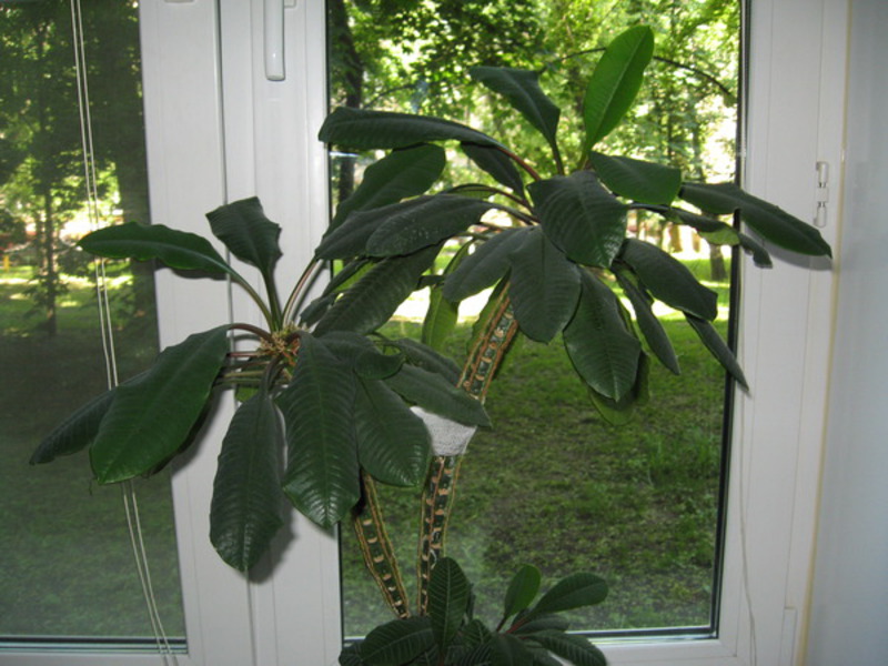 Euphorbia white-veined