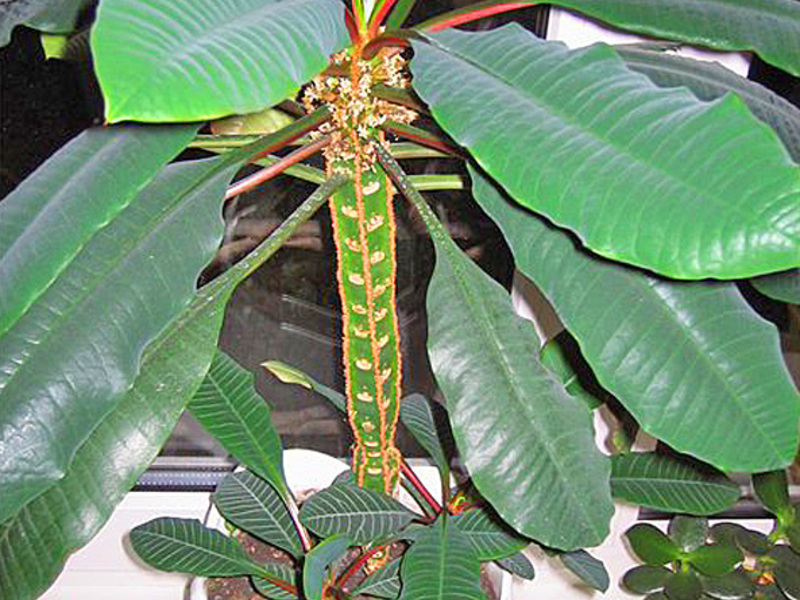 Euphorbia white-veined with very long leaves