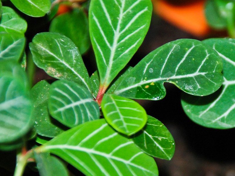 Breeding a flower spurge