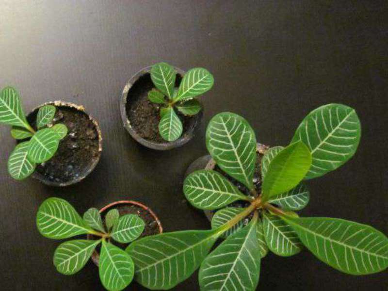 Euphorbia white-veined