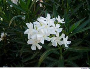 Common oleander.