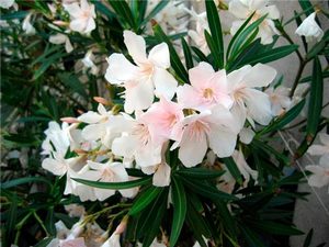 Beautiful oleander