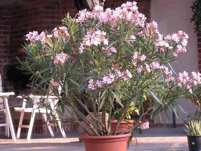 Indoor flower oleander