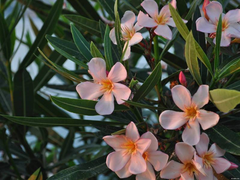 Oleander care