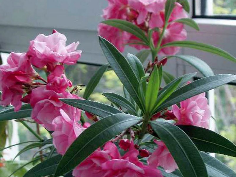 Features of oleander care