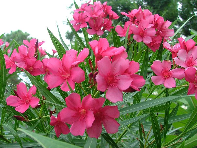 Common oleander.