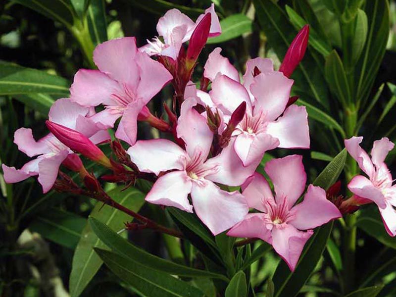 Common oleander