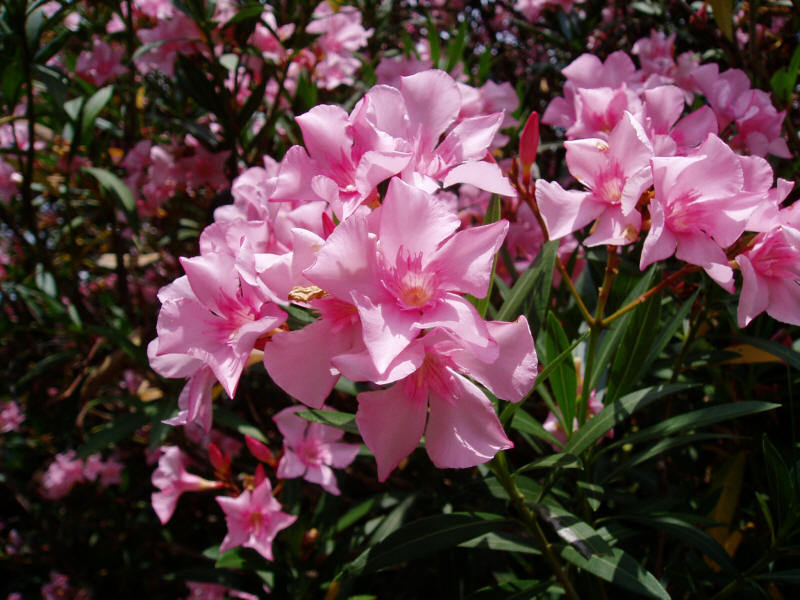 Oleander care