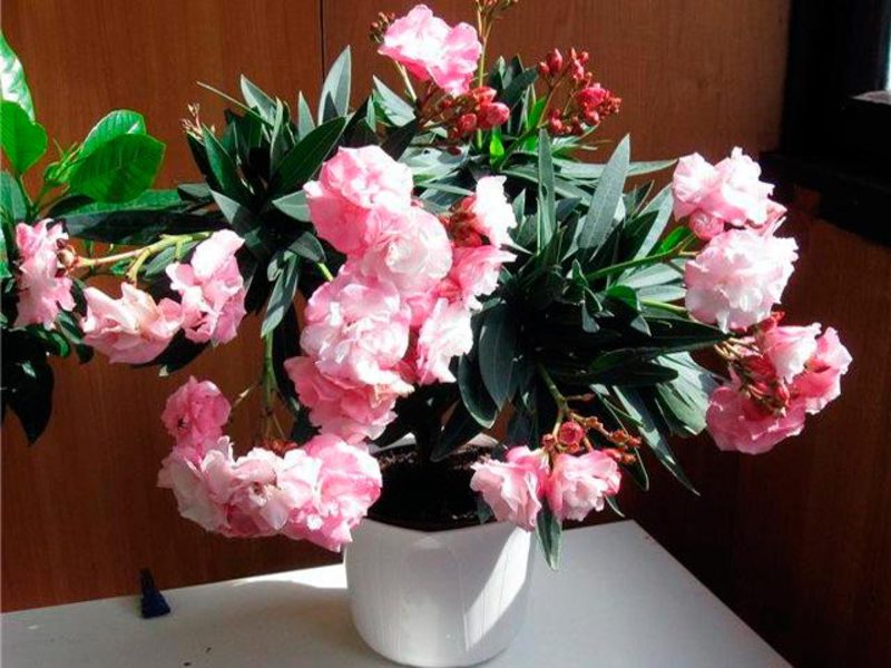 Growing oleander