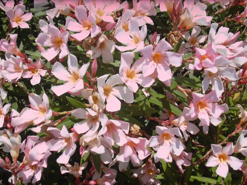 How to transplant oleander