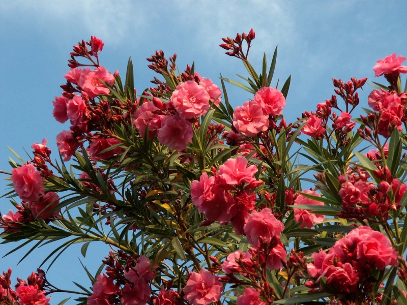 Oleander growth