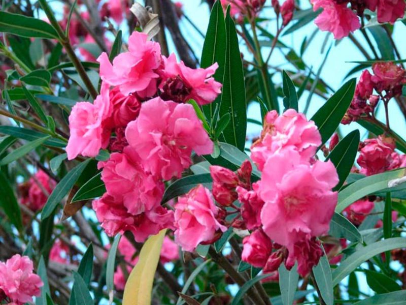 Oleander species