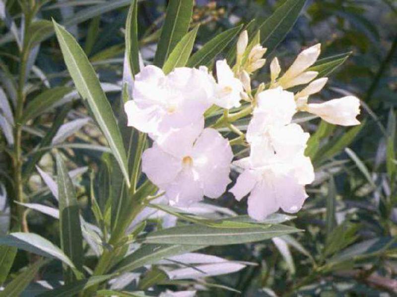 How to care for oleander