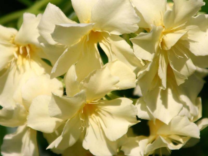 Yellow oleander