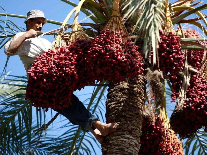 Dates are quite rightly considered an extremely healthy delicacy.