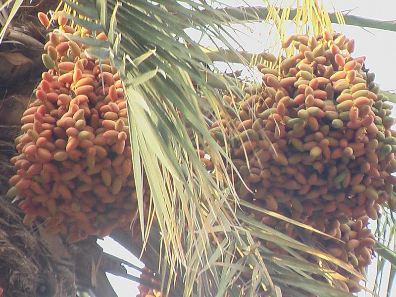 How are dates harvested?