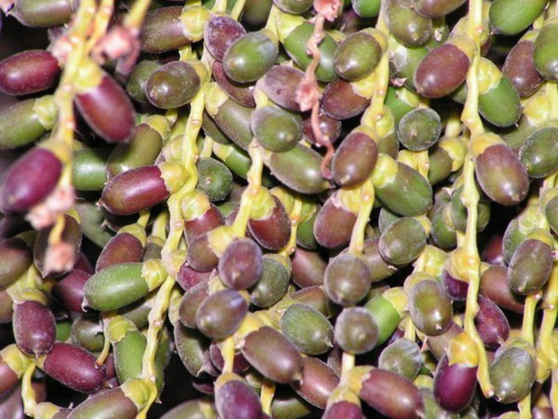 Dates on palm