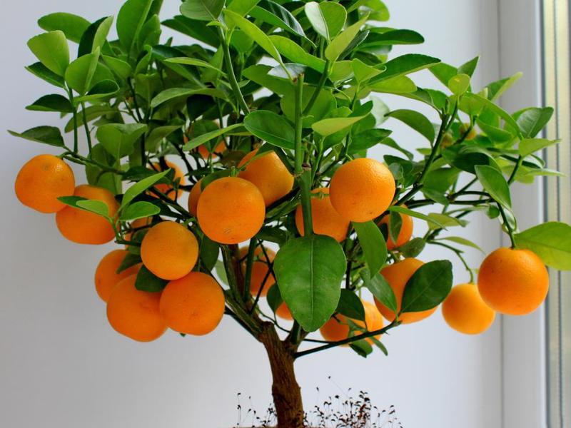 How to grow an orange and manddarin tree