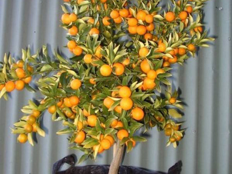 Orange tree in the apartment