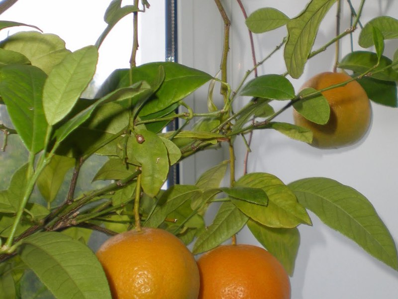 Variety of orange trees