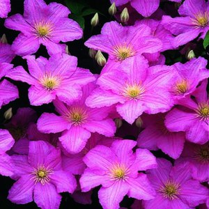 How to care for a clematis flower