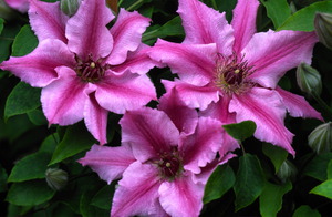 Clematis is a wonderful decorator