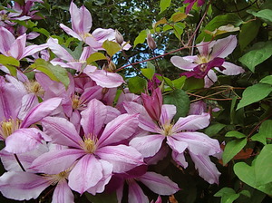 How clematis grows