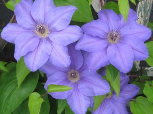 How to care for clematis