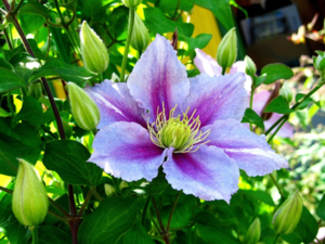 What is the peculiarity of clematis