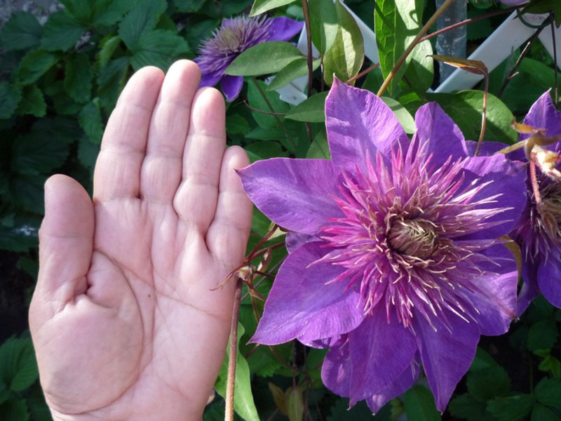 Clematis is a wonderful garden decorator