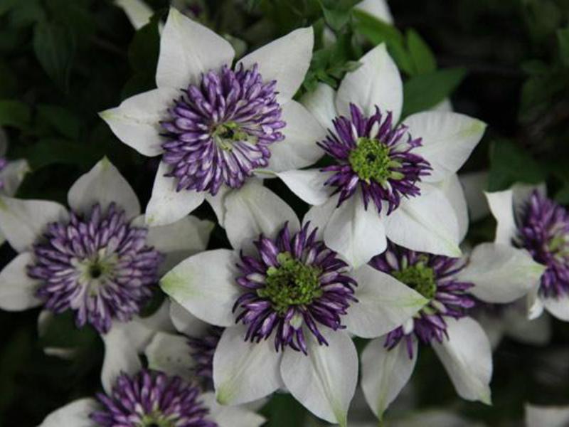 The best varieties of clematis